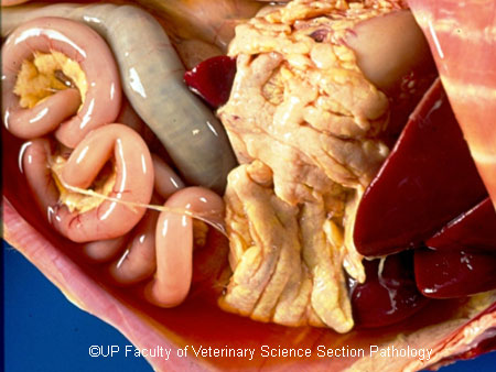 Feline Infectious Peritonitis