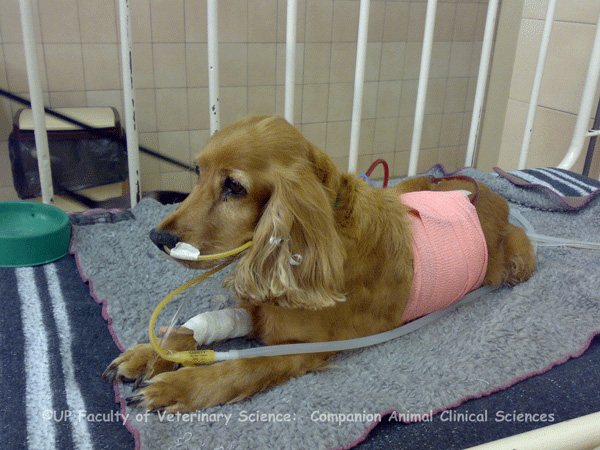 oxygen tank for dogs oxygen therapy dogs pictures to pin on pinsdaddy oxygen tank for dogs oxygen therapy dogs pictures to pin on pinsdaddy