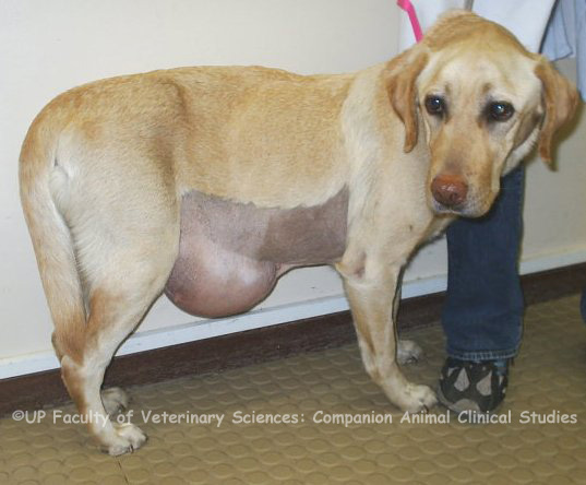 hernia in dogs abdominal hernia hernia in dogs abdominal hernia