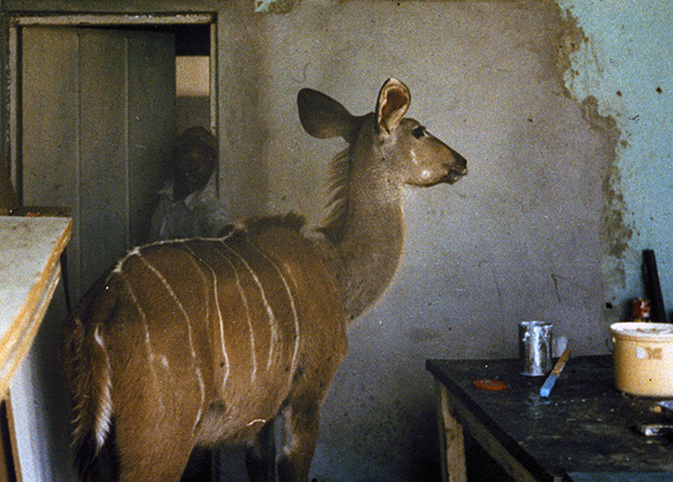 Rabies in a kudu in Namibia : the animal tries to enter the shelter of an individual Rabies in a kudu in Namibia : the animal tries to enter the shelter of an individual